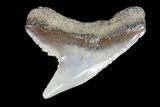 Colorful Fossil Tiger Shark (Galeocerdo) Tooth - Virginia #71148-1
